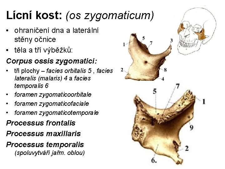 Lícní kost: (os zygomaticum) • ohraničení dna a laterální stěny očnice • těla a