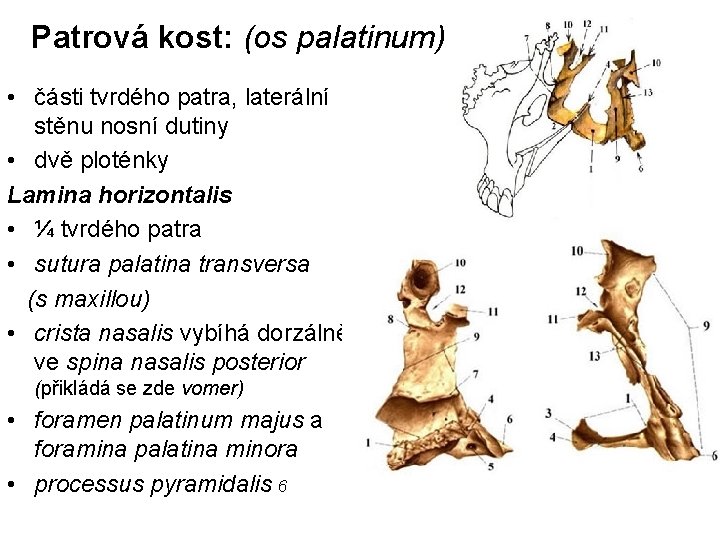 Patrová kost: (os palatinum) • části tvrdého patra, laterální stěnu nosní dutiny • dvě