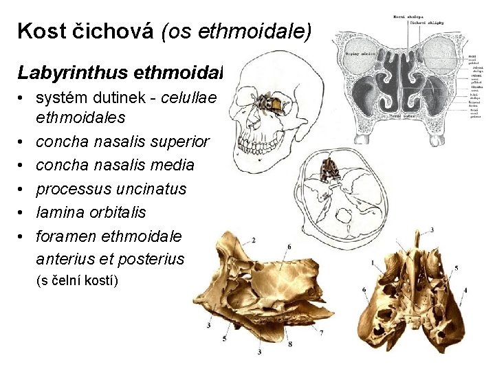 Kost čichová (os ethmoidale) Labyrinthus ethmoidalis • systém dutinek - celullae ethmoidales • concha