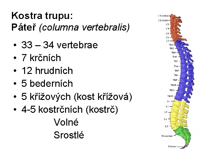 Kostra trupu: Páteř (columna vertebralis) • 33 – 34 vertebrae • 7 krčních •