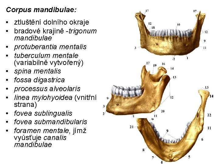 Corpus mandibulae: • ztluštění dolního okraje • bradové krajině -trigonum mandibulae • protuberantia mentalis