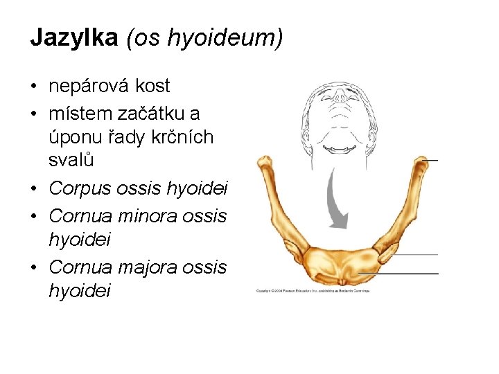 Jazylka (os hyoideum) • nepárová kost • místem začátku a úponu řady krčních svalů