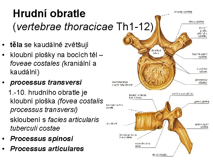 Hrudní obratle (vertebrae thoracicae Th 1 -12) • těla se kaudálně zvětšují • kloubní