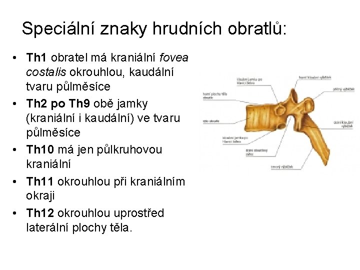 Speciální znaky hrudních obratlů: • Th 1 obratel má kraniální fovea costalis okrouhlou, kaudální