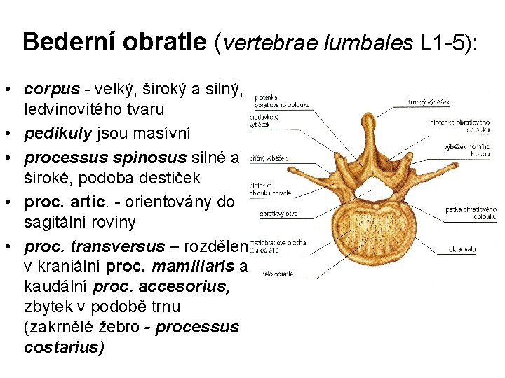 Bederní obratle (vertebrae lumbales L 1 -5): • corpus - velký, široký a silný,