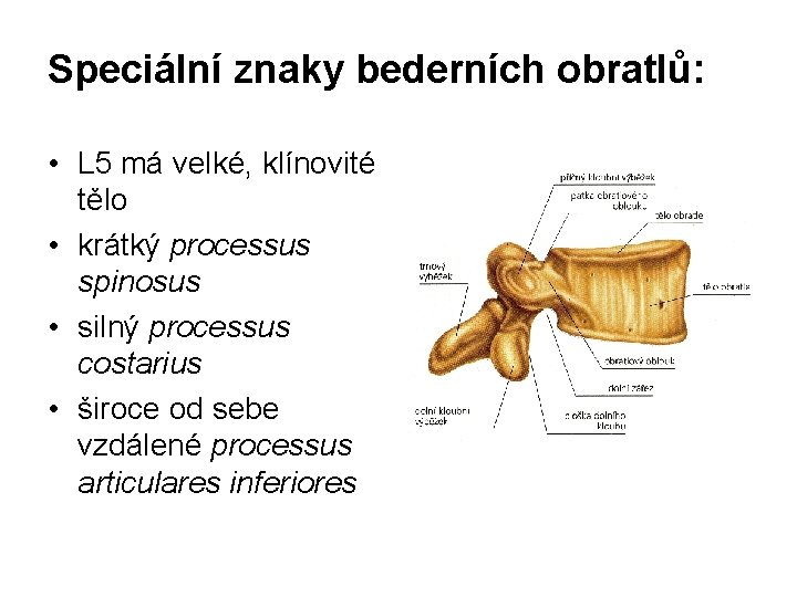 Speciální znaky bederních obratlů: • L 5 má velké, klínovité tělo • krátký processus