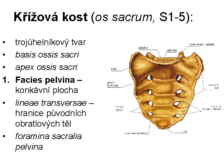 Křížová kost (os sacrum, S 1 -5): • • • 1. • • trojúhelníkový