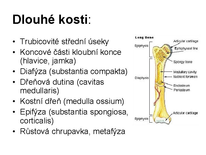 Dlouhé kosti: • Trubicovité střední úseky • Koncové části kloubní konce (hlavice, jamka) •
