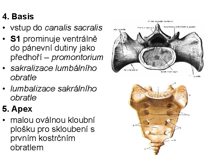 4. Basis • vstup do canalis sacralis • S 1 prominuje ventrálně do pánevní