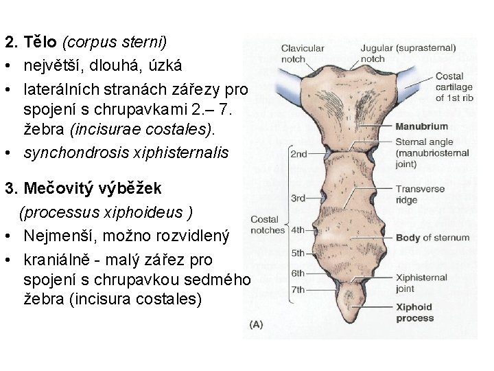 2. Tělo (corpus sterni) • největší, dlouhá, úzká • laterálních stranách zářezy pro spojení