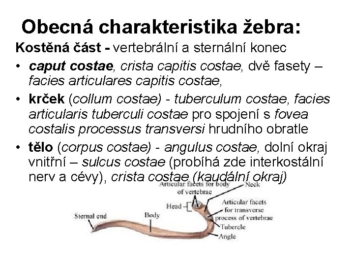 Obecná charakteristika žebra: Kostěná část - vertebrální a sternální konec • caput costae, crista