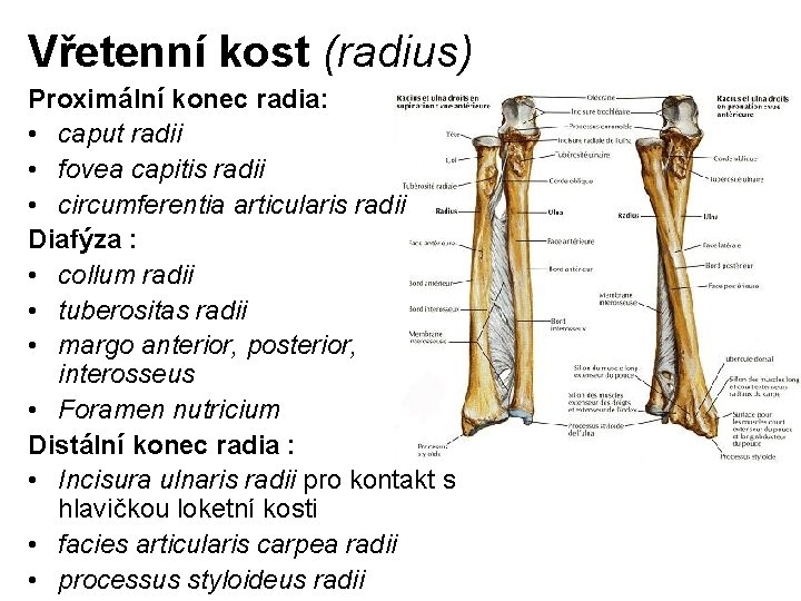 Vřetenní kost (radius) Proximální konec radia: • caput radii • fovea capitis radii •