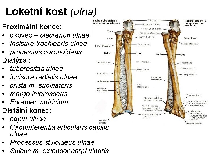 Loketní kost (ulna) Proximální konec: • okovec – olecranon ulnae • incisura trochlearis ulnae