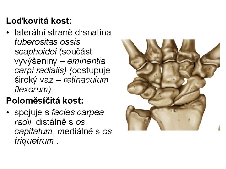 Loďkovitá kost: • laterální straně drsnatina tuberositas ossis scaphoidei (součást vyvýšeniny – eminentia carpi