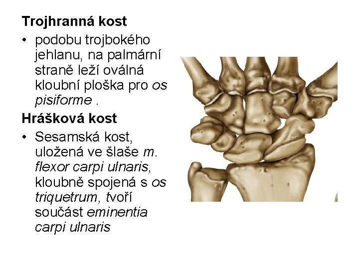 Trojhranná kost • podobu trojbokého jehlanu, na palmární straně leží oválná kloubní ploška pro