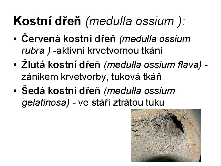 Kostní dřeň (medulla ossium ): • Červená kostní dřeň (medulla ossium rubra ) -aktivní