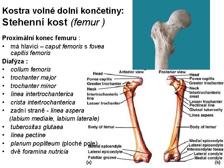 Kostra volné dolní končetiny: Stehenní kost (femur ) Proximální konec femuru : • má