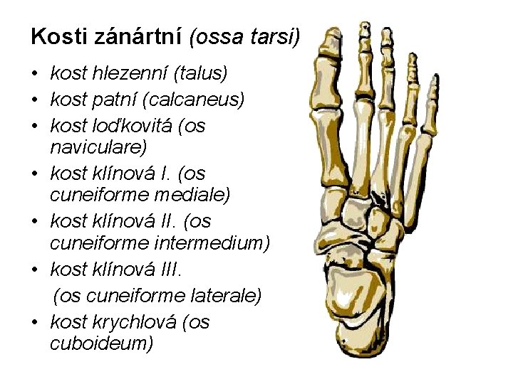 Kosti zánártní (ossa tarsi) • kost hlezenní (talus) • kost patní (calcaneus) • kost