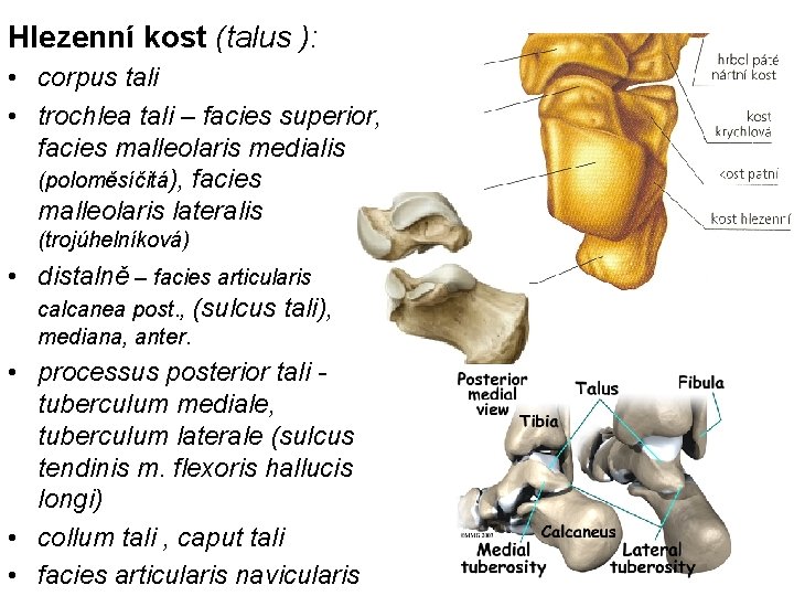 Hlezenní kost (talus ): • corpus tali • trochlea tali – facies superior, facies