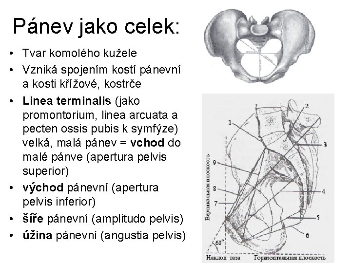 Pánev jako celek: • Tvar komolého kužele • Vzniká spojením kostí pánevní a kosti