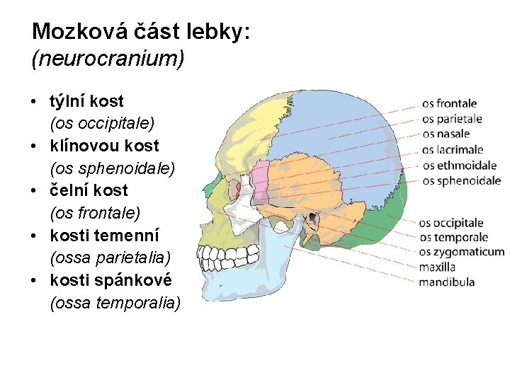 Mozková část lebky: (neurocranium) • týlní kost (os occipitale) • klínovou kost (os sphenoidale)