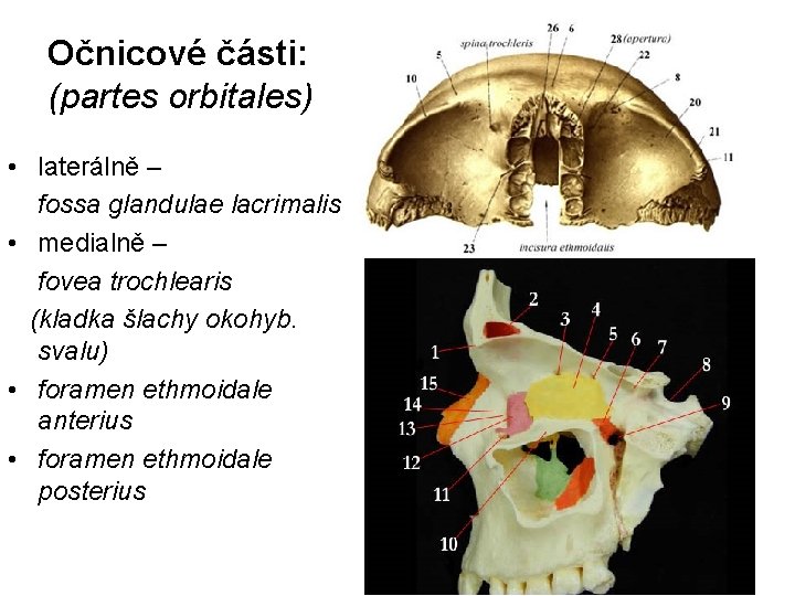 Očnicové části: (partes orbitales) • laterálně – fossa glandulae lacrimalis • medialně – fovea