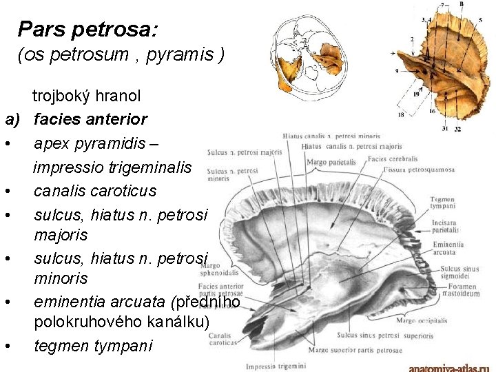 Pars petrosa: (os petrosum , pyramis ) trojboký hranol a) facies anterior • apex