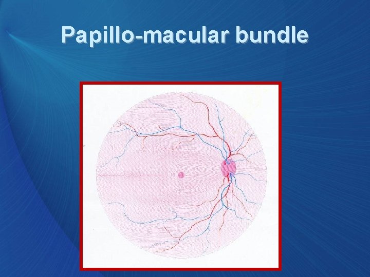 Papillo-macular bundle 