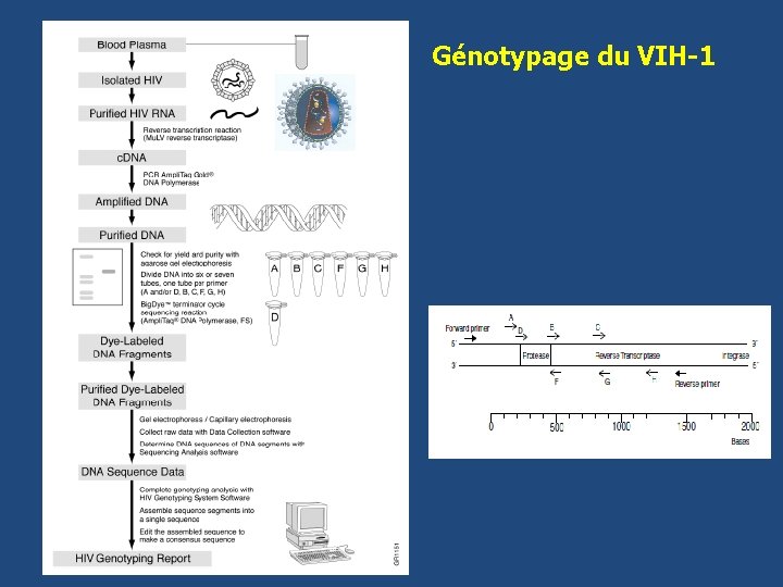 Génotypage du VIH-1 