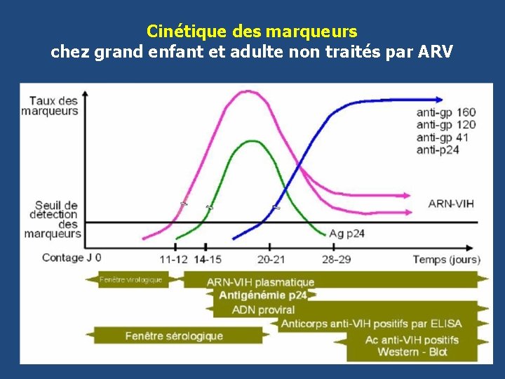 Cinétique des marqueurs chez grand enfant et adulte non traités par ARV 