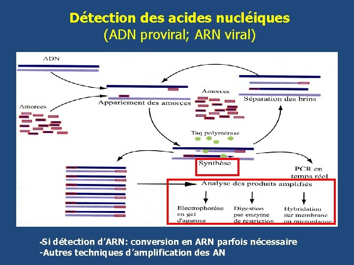 Détection des acides nucléiques (ADN proviral; ARN viral) -Si détection d’ARN: conversion en ARN