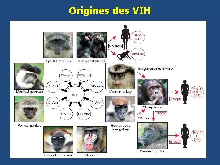 Origines des VIH 