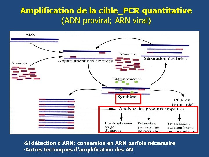 Amplification de la cible_PCR quantitative (ADN proviral; ARN viral) -Si détection d’ARN: conversion en