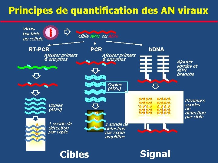 Principes de quantification des AN viraux Virus, bactérie ou cellule Cible ARN ou ADN