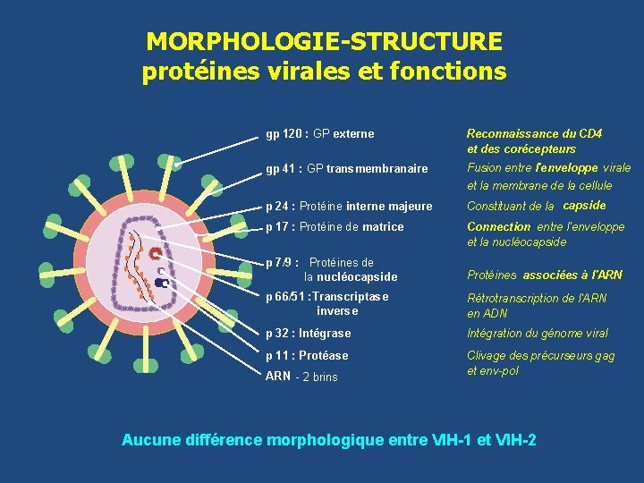 MORPHOLOGIE-STRUCTURE protéines virales et fonctions gp 120 : GP externe Reconnaissance du CD 4