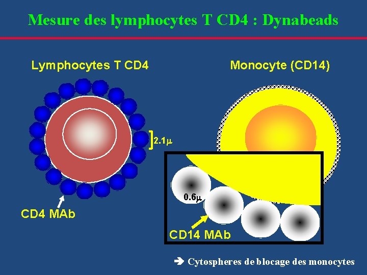 Mesure des lymphocytes T CD 4 : Dynabeads Lymphocytes T CD 4 Monocyte (CD