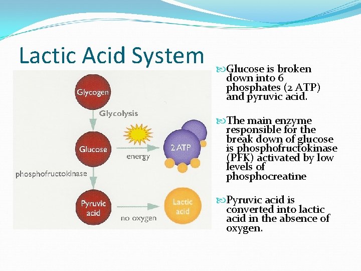 Lactic Acid System Glucose is broken down into 6 phosphates (2 ATP) and pyruvic