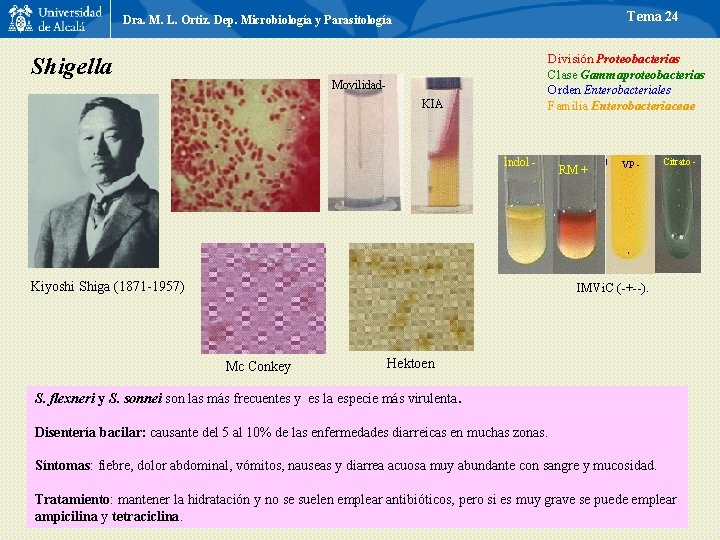 Tema 24 Dra. M. L. Ortiz. Dep. Microbiología y Parasitología Shigella División Proteobacterias Clase