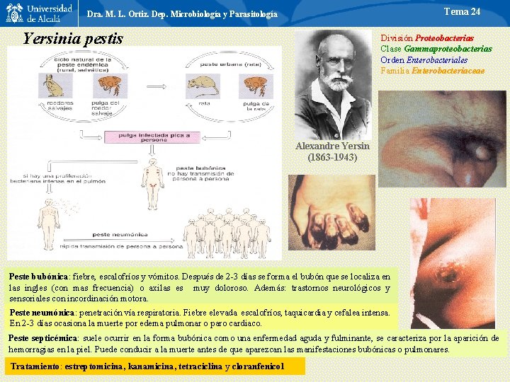 Tema 24 Dra. M. L. Ortiz. Dep. Microbiología y Parasitología Yersinia pestis División Proteobacterias