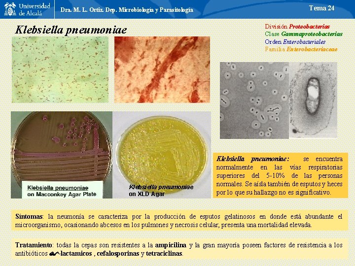 Dra. M. L. Ortiz. Dep. Microbiología y Parasitología Tema 24 División Proteobacterias Clase Gammaproteobacterias