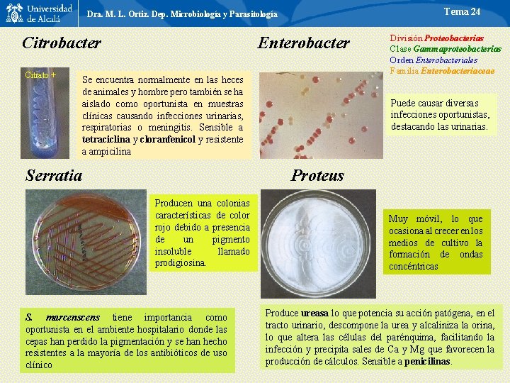 Tema 24 Dra. M. L. Ortiz. Dep. Microbiología y Parasitología Citrobacter Citrato + Enterobacter