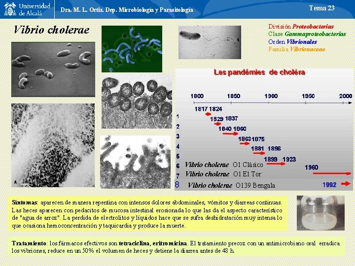 Tema 23 Dra. M. L. Ortiz. Dep. Microbiología y Parasitología División Proteobacterias Clase Gammaproteobacterias