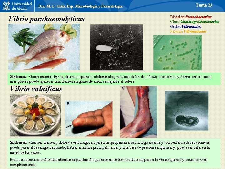 Dra. M. L. Ortiz. Dep. Microbiología y Parasitología Vibrio parahaemolyticus Tema 23 Division Proteobacterias