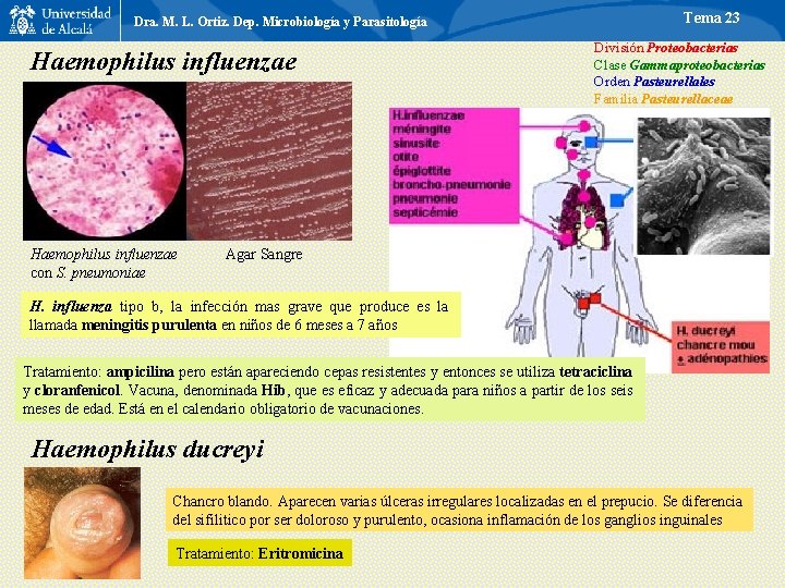 Tema 23 Dra. M. L. Ortiz. Dep. Microbiología y Parasitología Haemophilus influenzae con S.