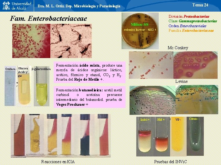 Tema 24 Dra. M. L. Ortiz. Dep. Microbiología y Parasitología División Proteobacterias Clase Gammaproteobacterias