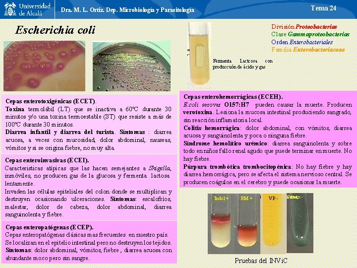 Tema 24 Dra. M. L. Ortiz. Dep. Microbiología y Parasitología División Proteobacterias Clase Gammaproteobacterias