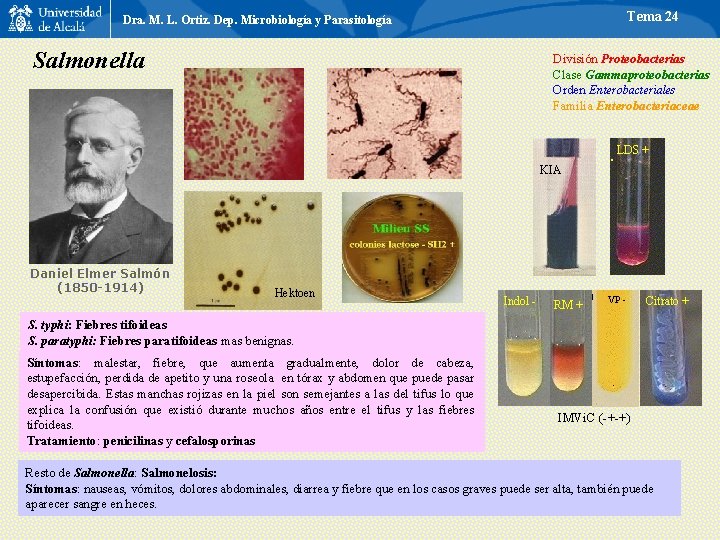 Tema 24 Dra. M. L. Ortiz. Dep. Microbiología y Parasitología Salmonella División Proteobacterias Clase