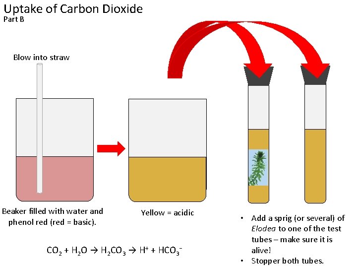 Uptake of Carbon Dioxide Part B Blow into straw Beaker filled with water and