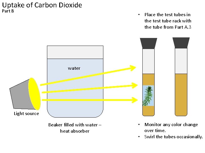 Uptake of Carbon Dioxide Part B • Place the test tubes in the test