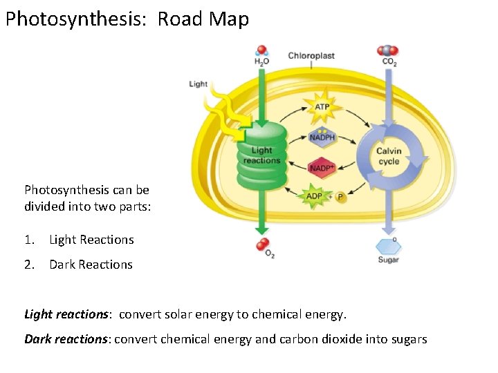 Photosynthesis: Road Map Photosynthesis can be divided into two parts: 1. Light Reactions 2.